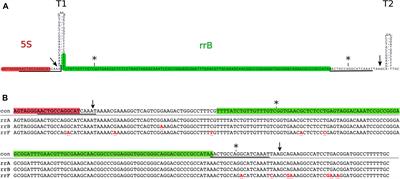 Three Ribosomal Operons of Escherichia coli Contain Genes Encoding Small RNAs That Interact With Hfq and CsrA in vitro